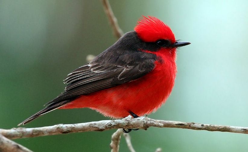 Este pájaro tiene el triste honor de ser la primera ave extinta en los Galápagos. Fue descubierta en 1835 por Charles Darwin pero plantas invasivas pronto acabaron con la vegetación nativa. La última vez que se le vio fue en 1987, aunque sobreviven en el lugar otras variantes. (Foto: Wikipedia)