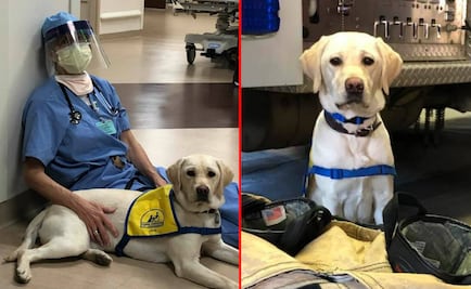 Perrita visita hospital para animar a médicos que combaten al coronavirus