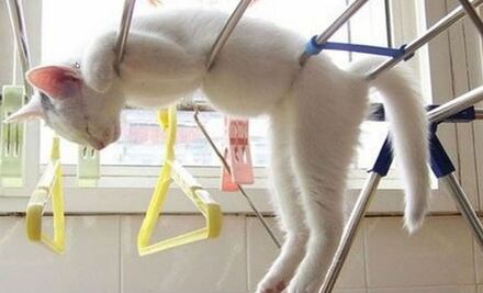 10 fotos que demuestran que los gatos son capaces de dormir dónde y cómo sea