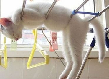 10 fotos que demuestran que los gatos son capaces de dormir dónde y cómo sea