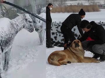 Fotos y videos de animales congelados por intensas nevadas en Turquía