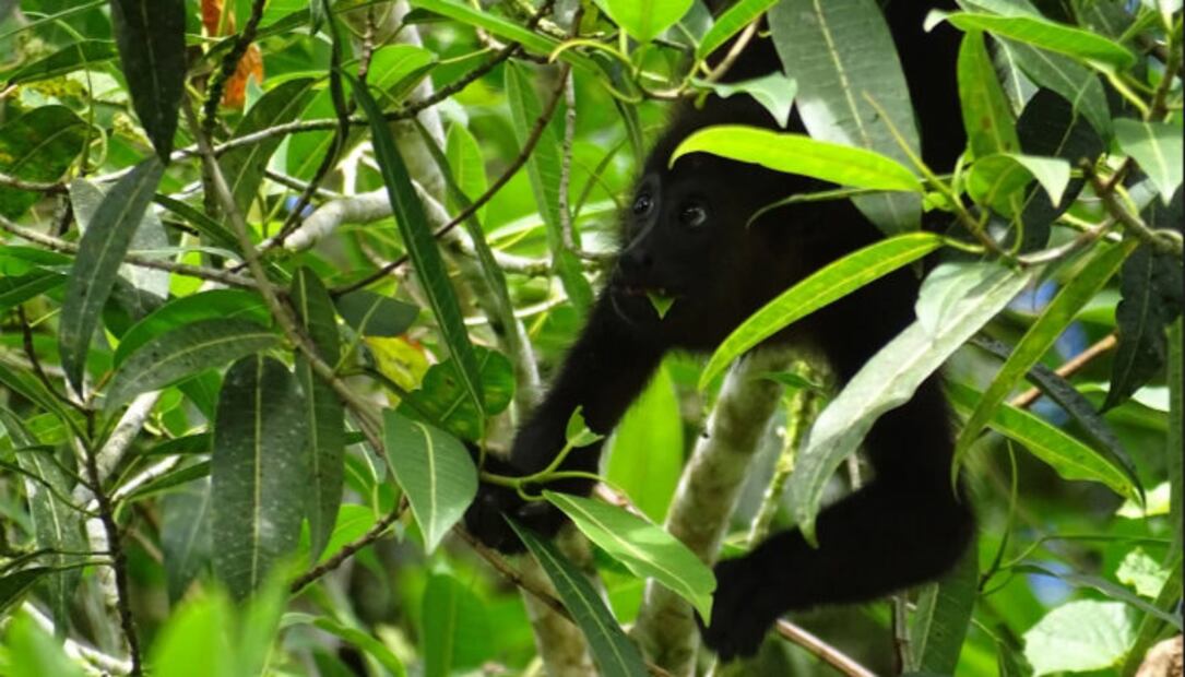 #DíaDelMono: “Monos ladrones” aterrorizan a turistas en todo el mundo