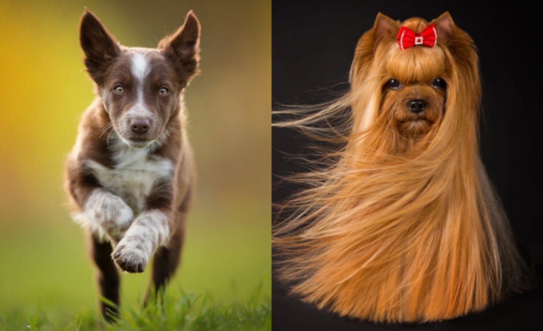 Foto: The Kennel Club/Alicja Zmislowska/Viktoria Baranova