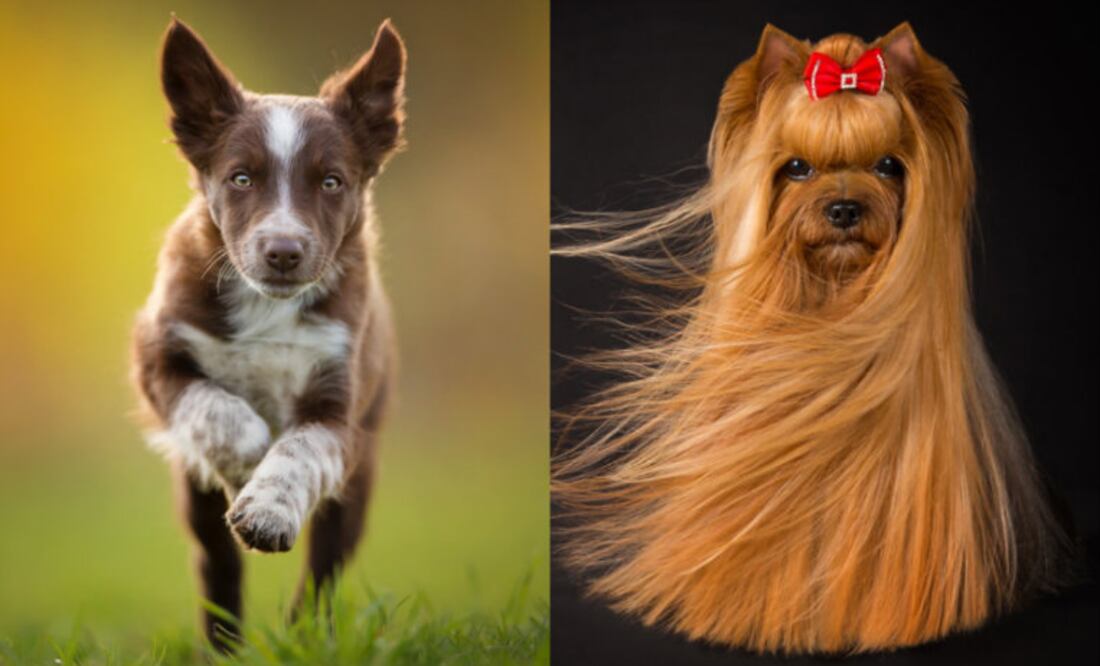 Foto: The Kennel Club/Alicja Zmislowska/Viktoria Baranova