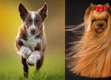 Los 10 perritos más fotogénicos del 2018