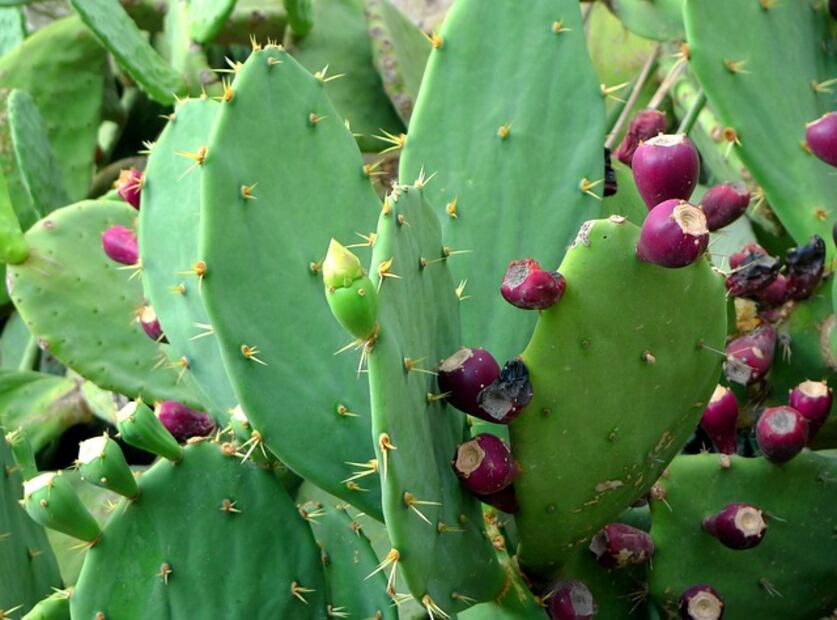 Descubre los beneficios y simbolismos del místico Nopal