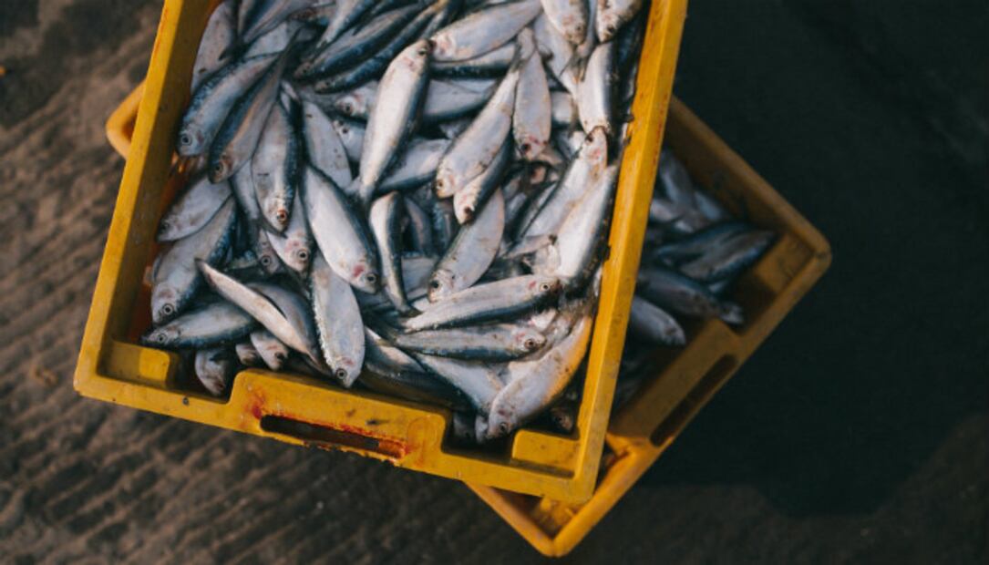 10 alimentos y bebidas que los veganos NO comen