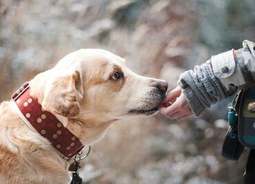10 cosas que tu perro necesita de ti