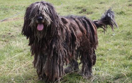 ¡No es un trapeador! Conoce a los perros de raza bergamasco
