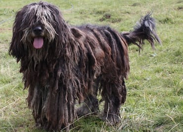 ¡No es un trapeador! Conoce a los perros de raza bergamasco