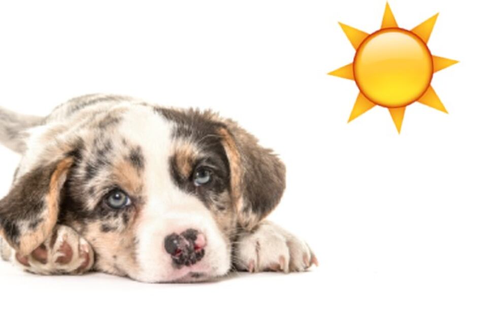 ¿Qué hacer si a tu perro le da un golpe de calor?