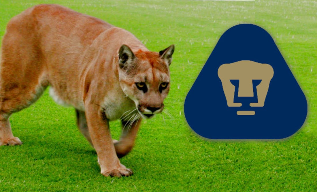 Actualmente, el ejemplar felino que representa a los universitarios se llama Iyari