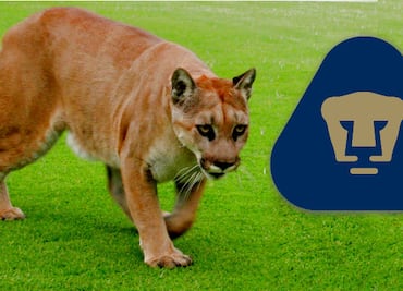 ¡Goya! El origen de los PUMAS como mascota oficial de la UNAM