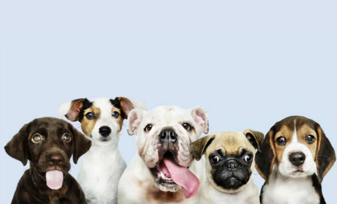 Foto cortesía de DogHero