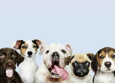 Perros mestizos, los favoritos y más queridos en México