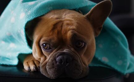 El coronavirus de Wuhan ¿afecta a los perros?