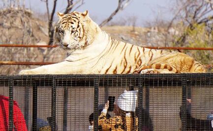 Video: Mujer joven muere tras ser atacada por un tigre en un safari