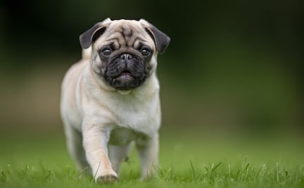 3 razones de salud por las que los perros pug deben dejar de existir