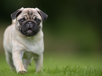 3 razones de salud por las que los perros pug deben dejar de existir