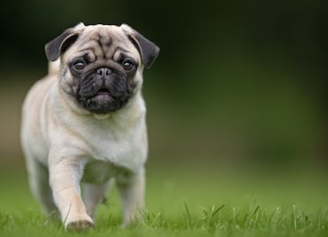 3 razones de salud por las que los perros pug deben dejar de existir