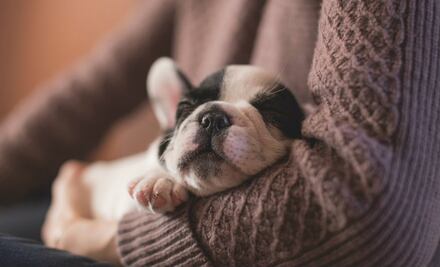 Los 10 mitos más frecuentes sobre los cachorros