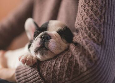 Los 10 mitos más frecuentes sobre los cachorros