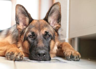 Se confirma segundo caso de un perro con Covid-19