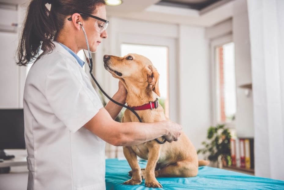 Hospital Veterinario de la CDMX, que es público, reabre sus puertas