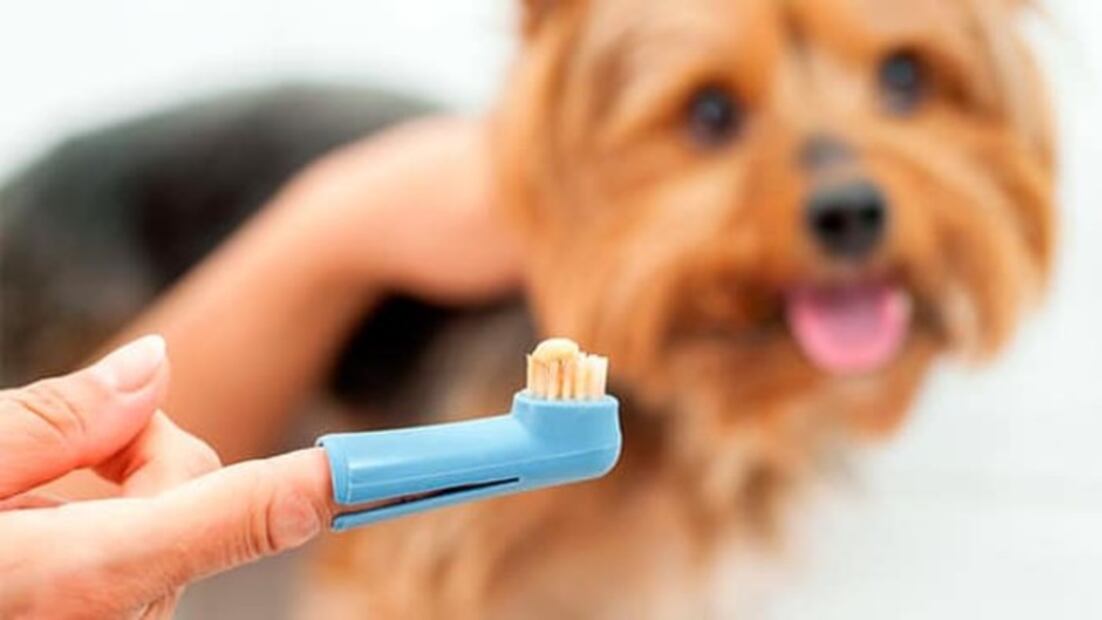 5 tips para ayudar a tu mascota a cuidar sus dientes