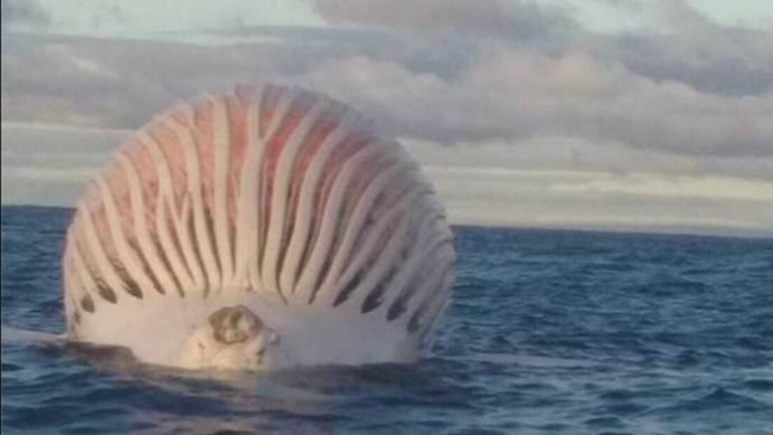 10 extrañas criaturas que han aparecido alrededor del mundo 