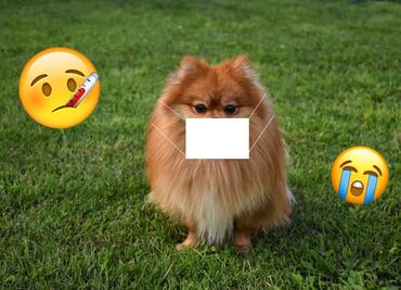 Se confirma el primer perro infectado de Coronavirus