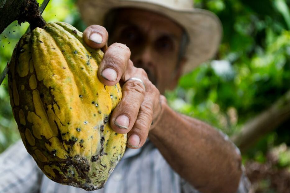 10 sorprendentes beneficios del cacao para tu salud