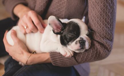 10 derechos de los animales que debes conocer y respetar