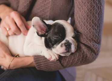 10 derechos de los animales que debes conocer y respetar