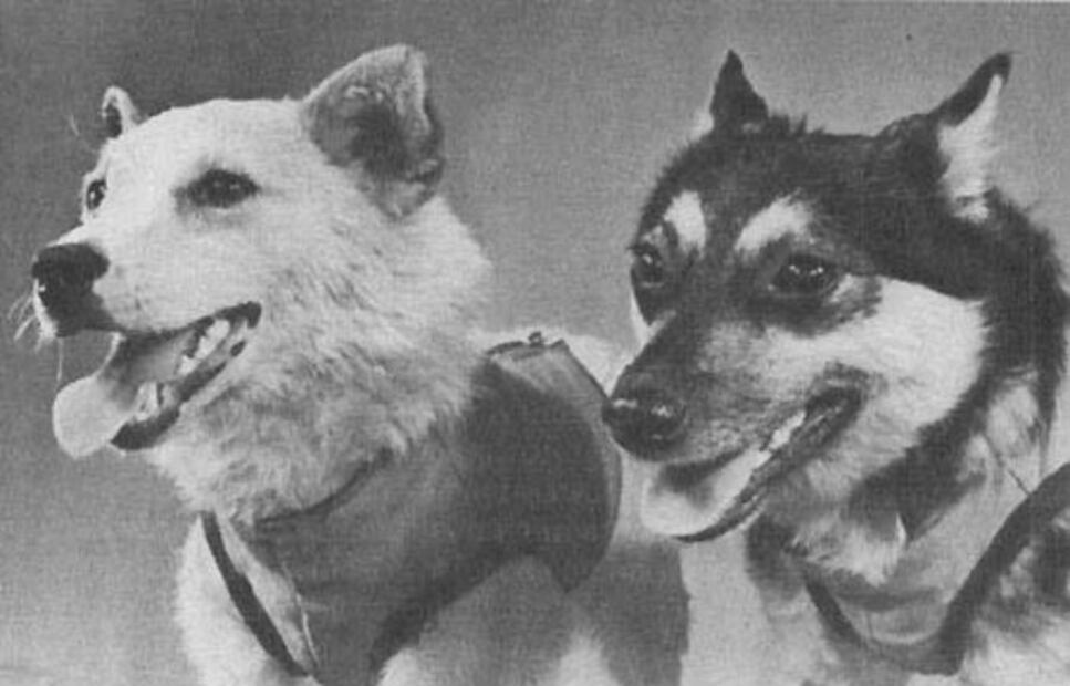 Laika, la terrible historia del primer perro cosmonauta 