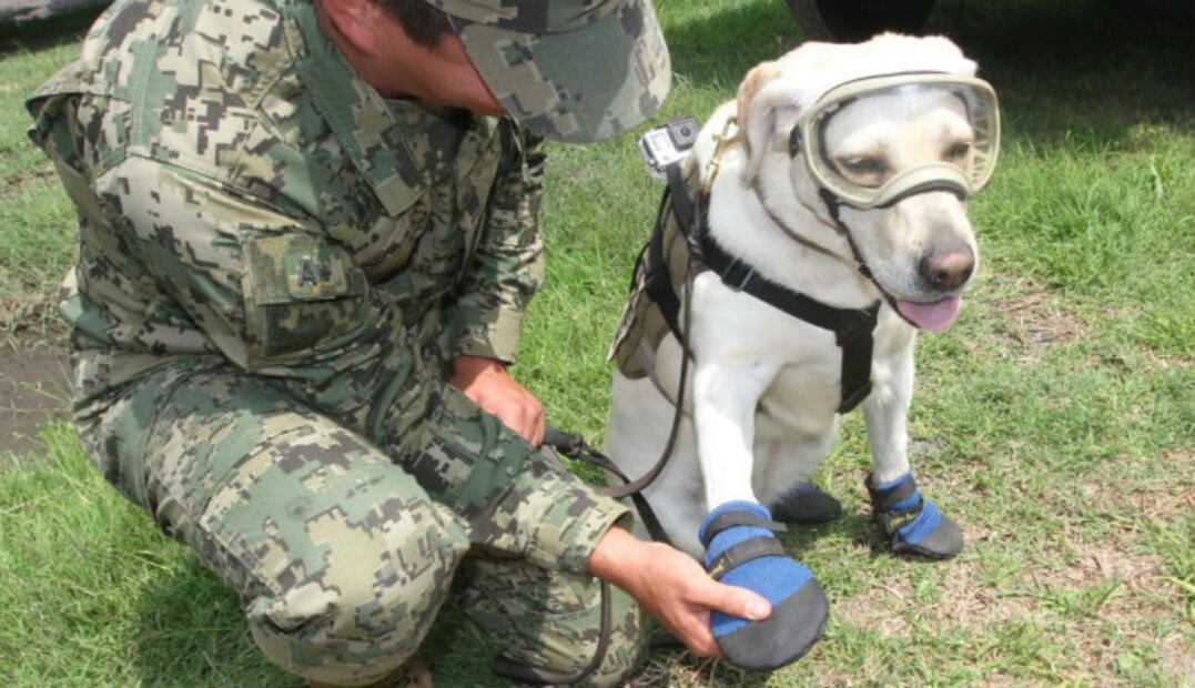 ¡Héroes de cuatro patas! Los perros rescatistas que nos han robado el corazón