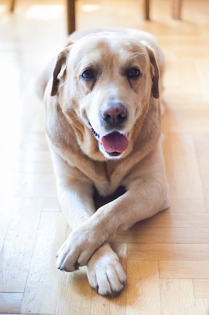 Las 10 mejores razas de perros