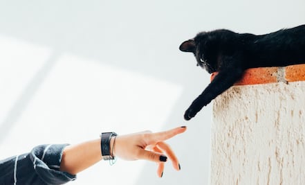 5 mitos sobre el bienestar de tu gato