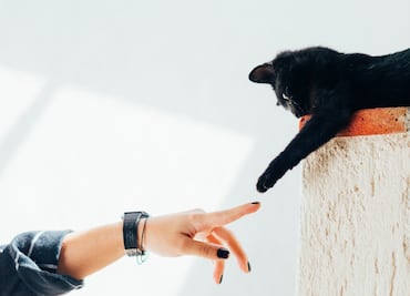 5 mitos sobre el bienestar de tu gato