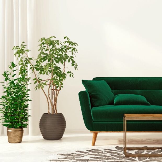5 plantas que absorben el calor y purifican el aire de tu casa 