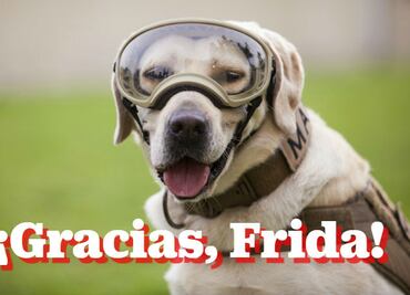 Frida, la perrita rescatista, ya se jubiló