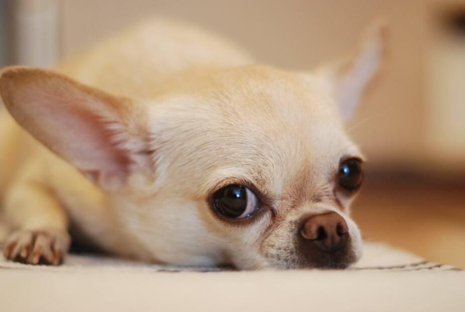 Las 10 razas de perros que viven más tiempo