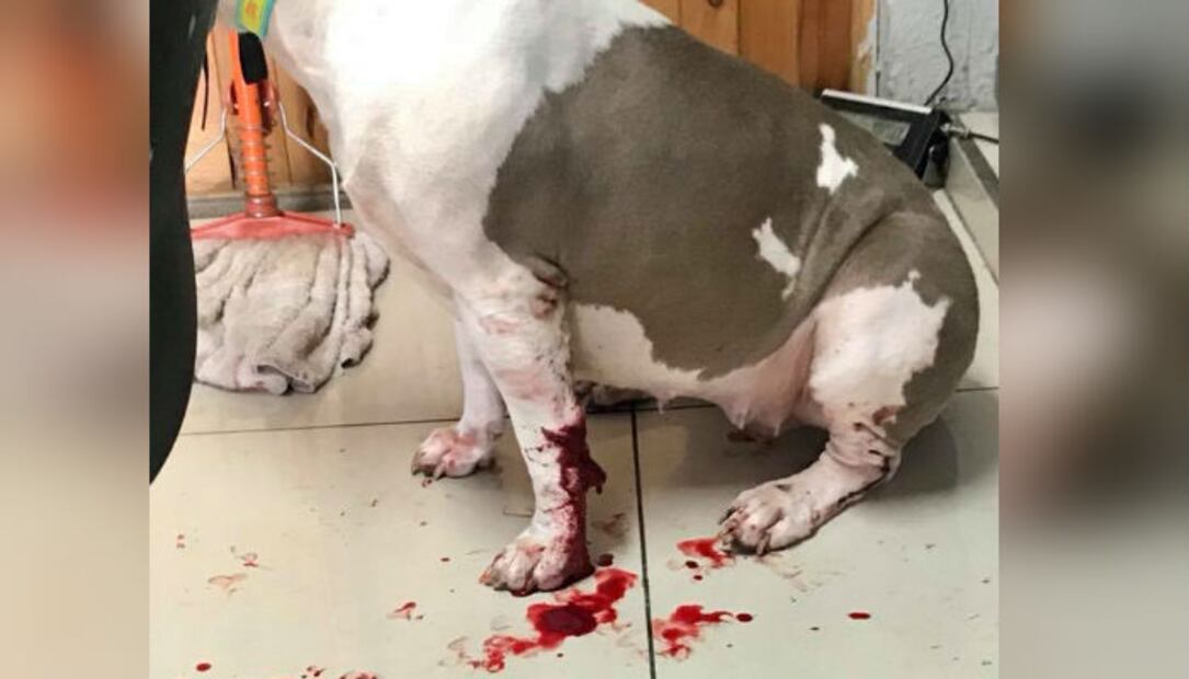 Cala, la perrita que ha superado crueles pruebas de vida