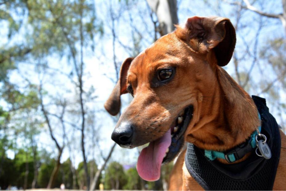 Las 10 razas de perro que menos pelo sueltan