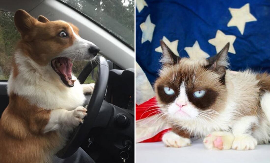 Fotos: Instagram @lokistagram / @realgrumpycat