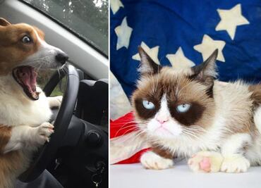 10 encantadoras mascotas que DEBES seguir en Instagram