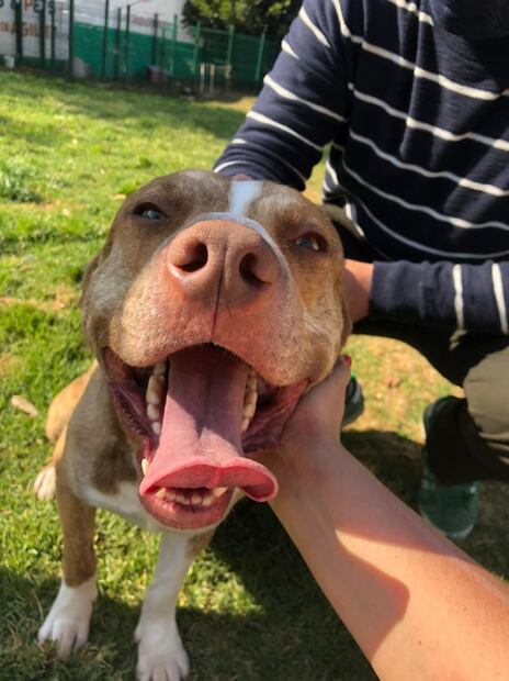 ¿Tu perro no quiere comer? 6 razones que provocan falta de apetito