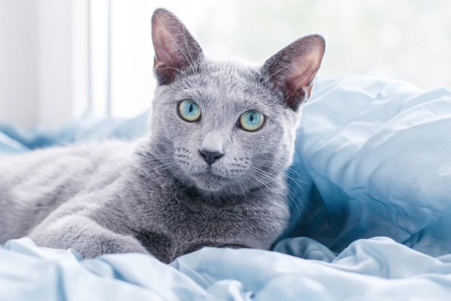 Federación Internacional de Felinos prohíbe la exportación de gatos rusos