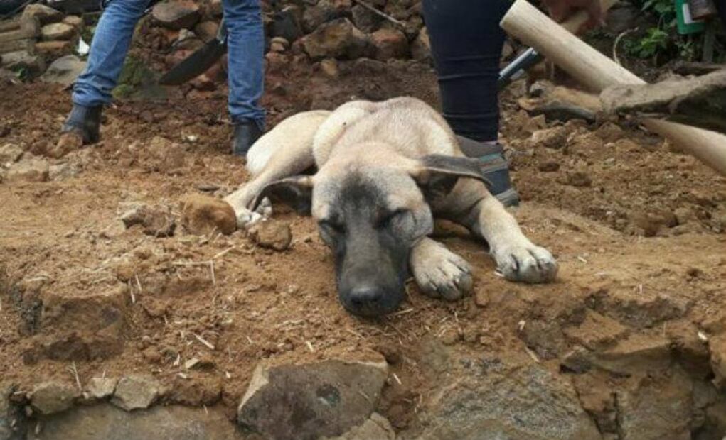 Los perritos que se hicieron virales en el 2017