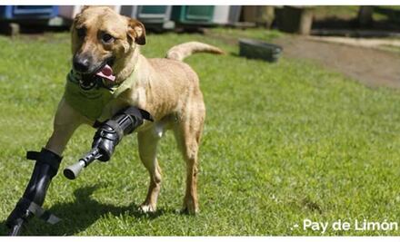 La historia de estos peludos, te partirá el corazón